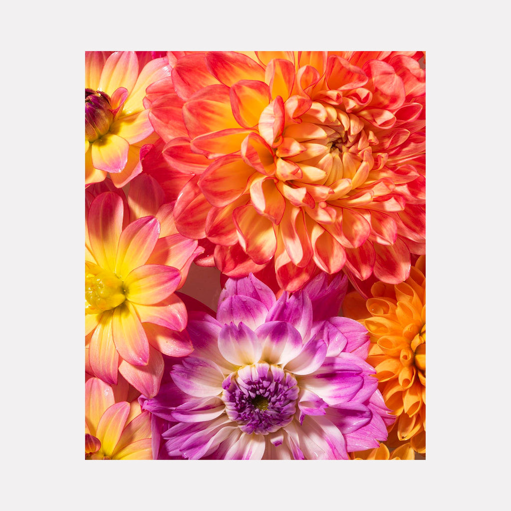 The artwork 'Dahlia StudyFigure 1' by Dirk Westphal features vibrant macro photography of dahlia blooms in stunning coral, yellow, and magenta hues. The detailed petals create a mesmerizing spiral pattern, showcasing the natural geometry and layered texture of these ornamental flowers in a 24x20 inch signed photo print.