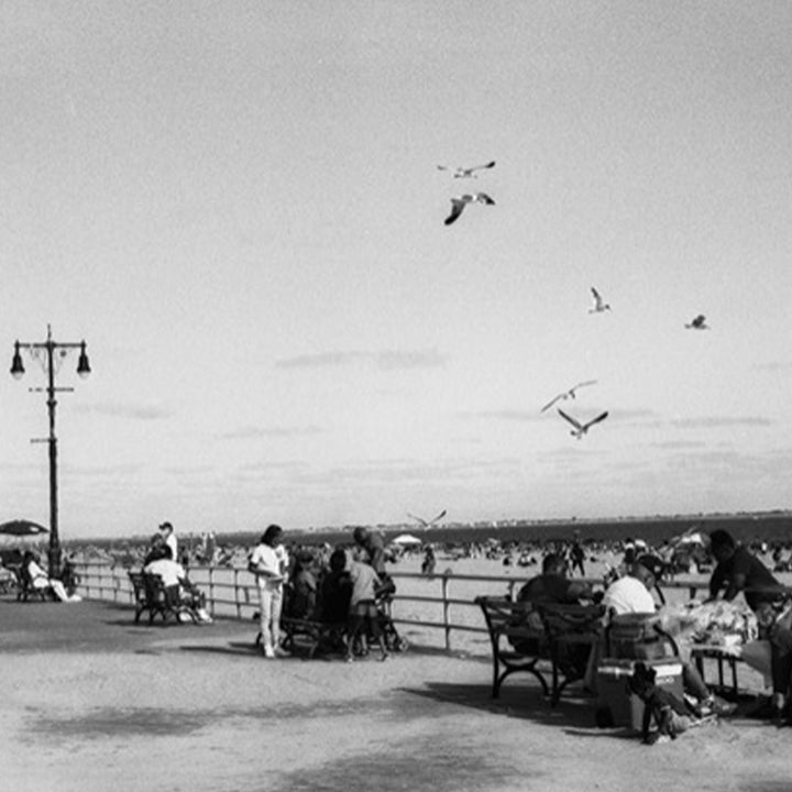 Gray Birds in Coney Island