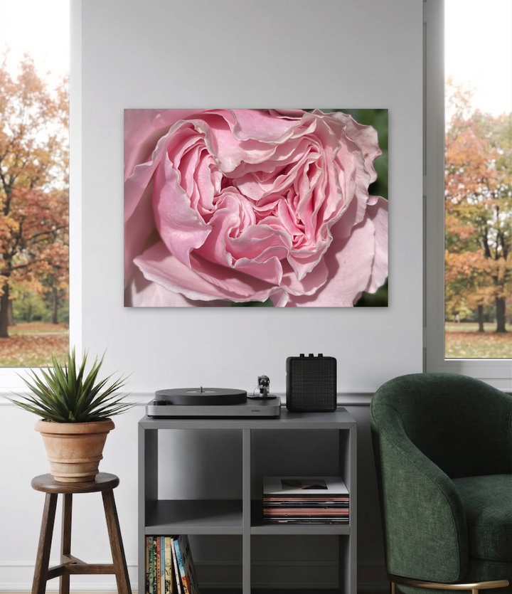 Pink Rose Ruffle