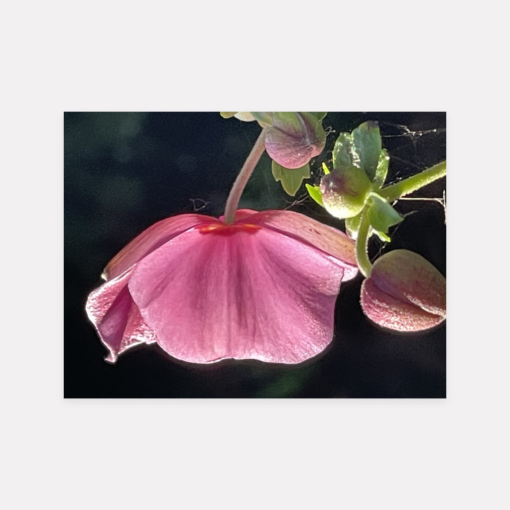 Anemone Profile