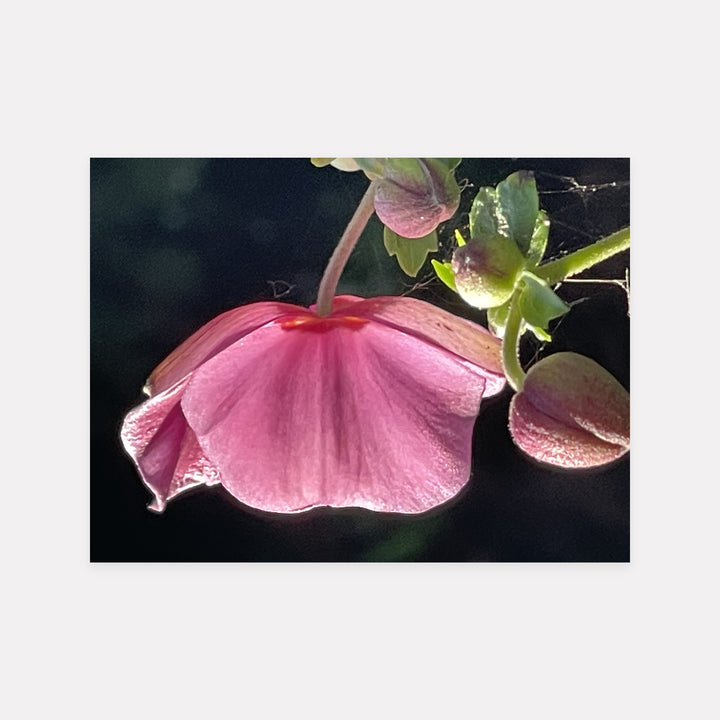 Anemone Profile