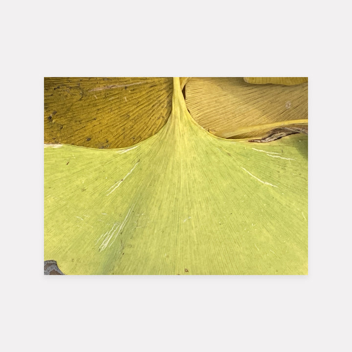 Ginko Leaves Nested