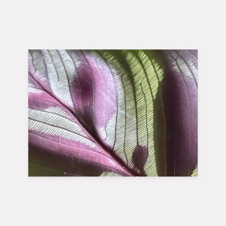 Green Purple