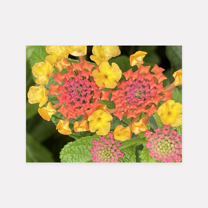 Lantanas