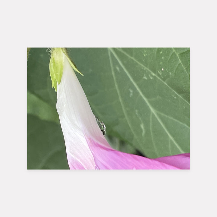 Morning Glory Dew Drop