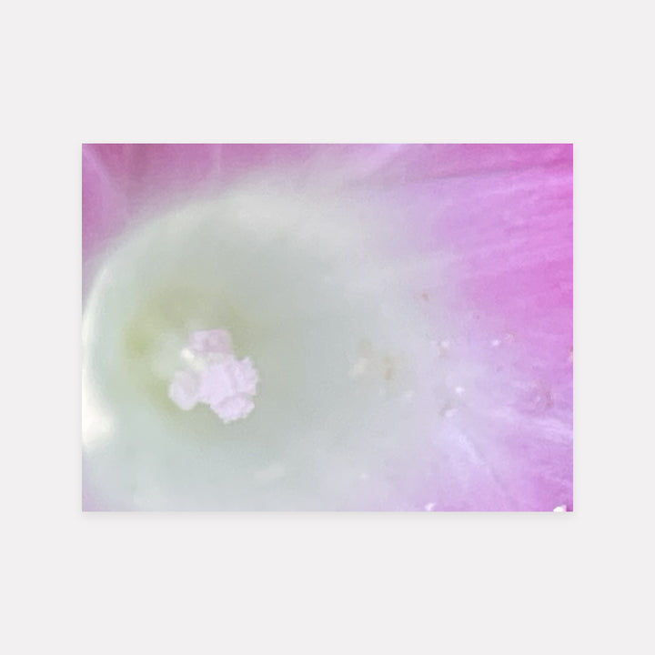 Morning Glory White Light