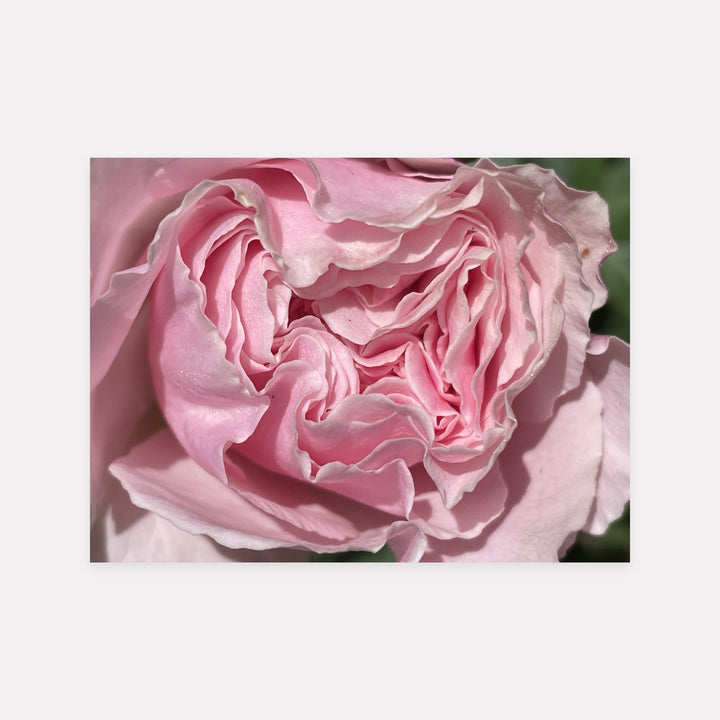 Pink Rose Ruffle