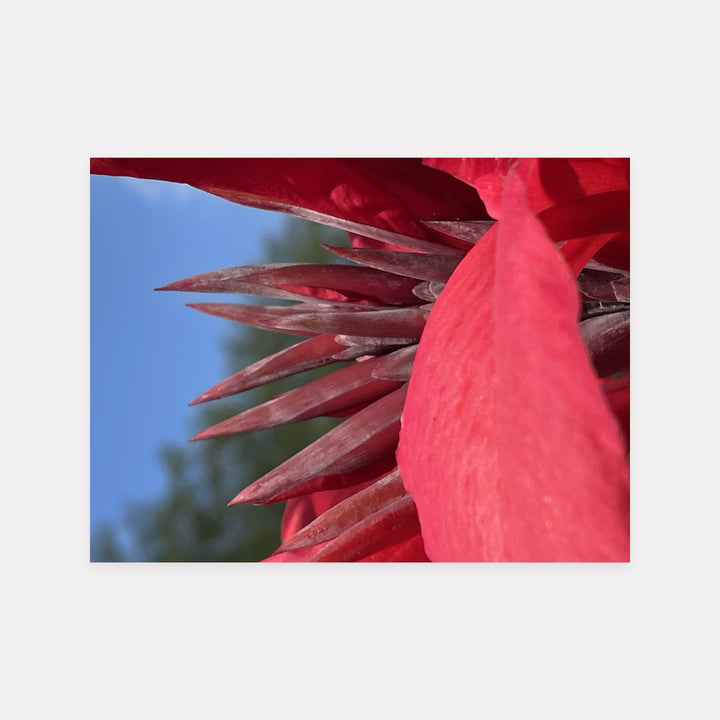 Red Canna Lily