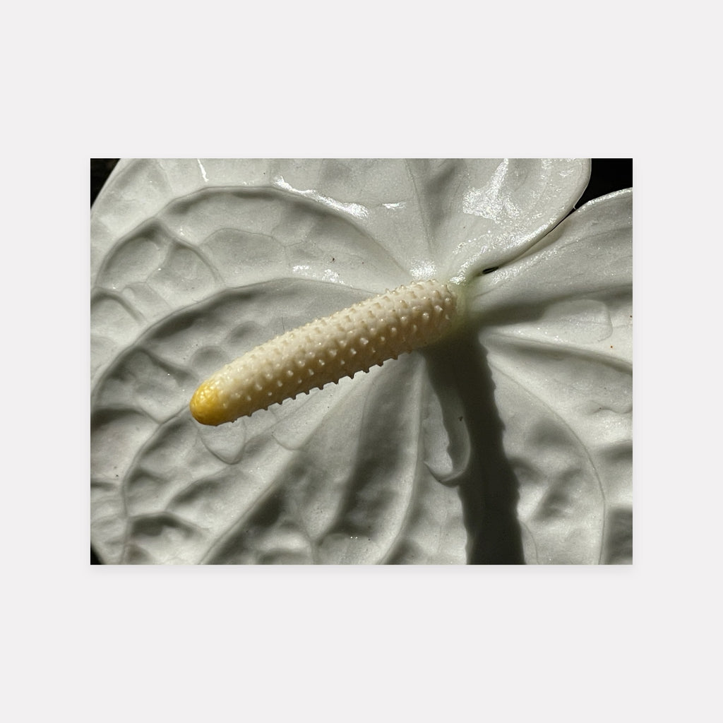 Single Flaminco Lily