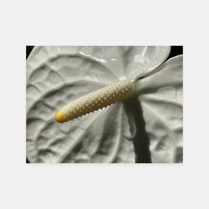 Single Flaminco Lily