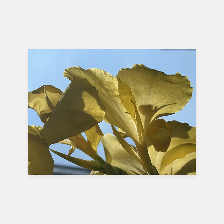 Yellow Iris Sky