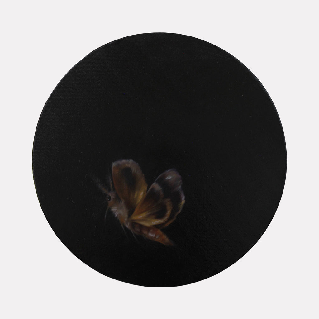 Untitled (moth)