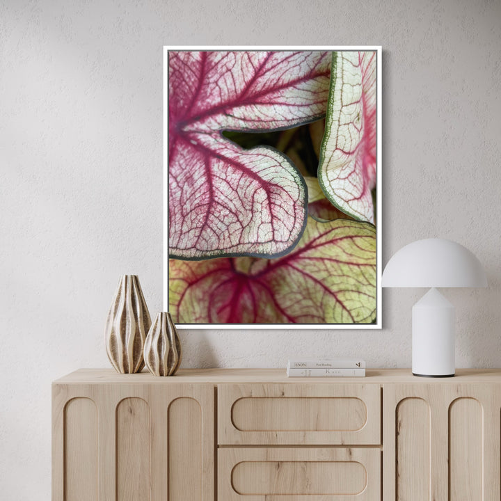 Caladium 1