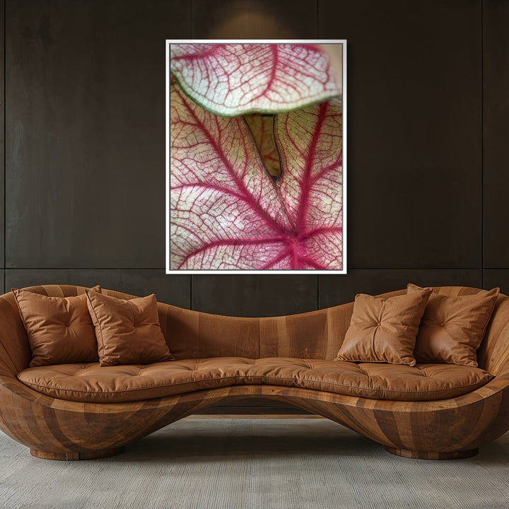 Caladium 3