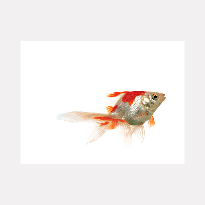 Beauty Credit Version 3.0^3 by Dirk Westphal features a striking minimalist photograph of a red and white goldfish against a pure white background. The fish displays vibrant orange-red fins, silvery scales, and delicate translucent tail fins, captured in stunning detail with professional studio lighting and crystalline clarity.