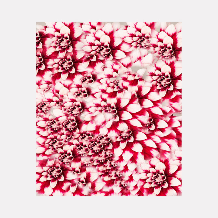 Dahlia Study in Red and White 1 by Dirk Westphal features a striking close-up composition of layered dahlia blooms in vibrant red and crisp white. The petals create a mesmerizing spiral pattern, showcasing the flower's natural geometry and intricate detail. The high-contrast editioned photograph captures the delicate texture and symmetrical beauty of multiple dahlia heads.