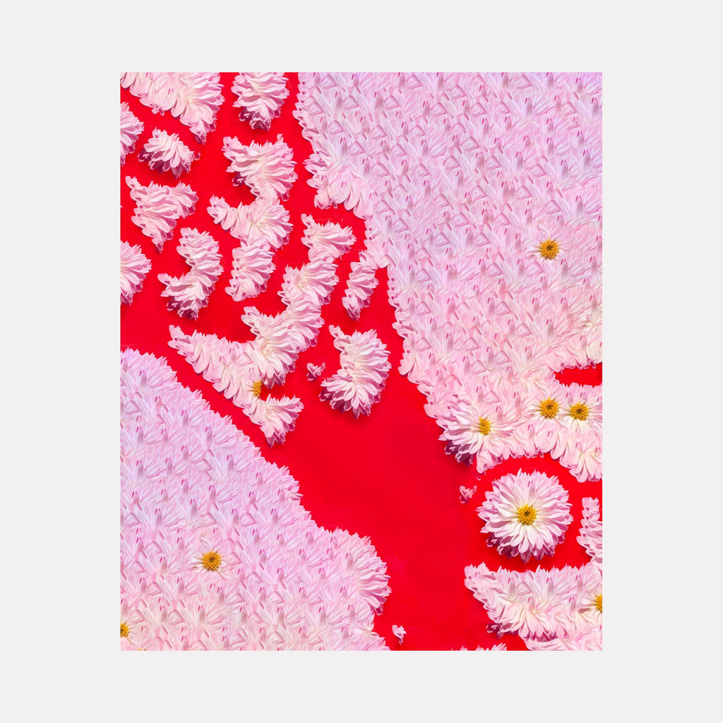 The artwork 'GRAS' by Dirk Westphal features a striking abstract composition of white chrysanthemum-like flowers against a vivid red background. The flowers create a dramatic diagonal pattern, with dense textural petals contrasting against the smooth red surface. The high-contrast photographic image captures delicate floral details in soft pink and white tones.