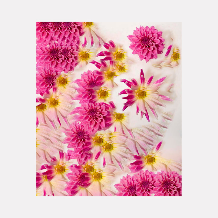The artwork 'GRNAS' by Dirk Westphal features vibrant pink dahlias and daisies arranged in a floating pattern against a soft white background. The composition shows multiple layered blooms with bright yellow centers, creating a dynamic floral pattern. The petals range from deep magenta to pale pink, displaying both fully opened dahlia blooms and star-shaped daisy flowers in a dreamy, ethereal arrangement.