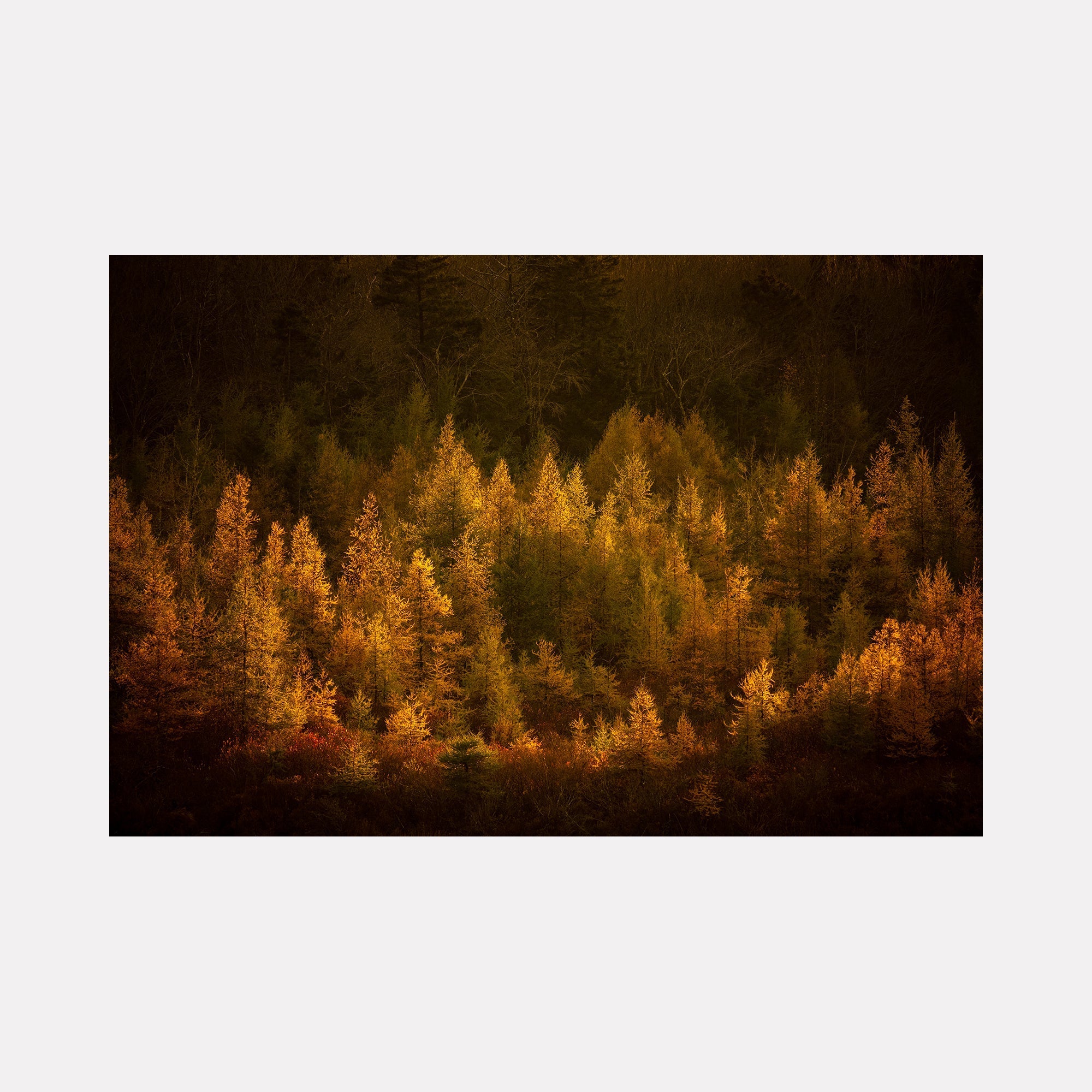 collection-preview-image