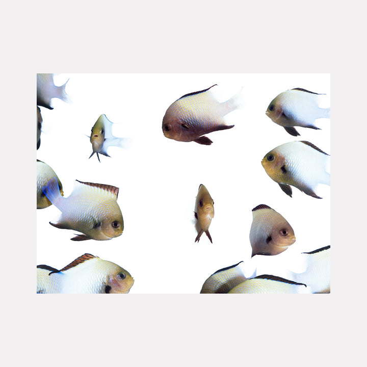 The artwork 'Red Sea Marginated' by Dirk Westphal features scattered tropical fish photographed against a pure white background. Multiple pearlescent fish with silvery-white scales and subtle blue accents swim in different directions, creating a dynamic composition. The editioned photo captures the elegant movement and translucent quality of marine life in stunning detail, printed at 30 x 40 inches.