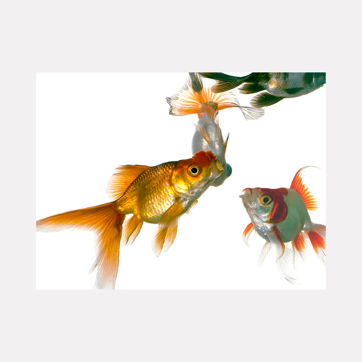 The artwork 'S=cA*z' by Dirk Westphal captures vibrant goldfish in crystalline detail against a pure white background. Two ornamental fish with flowing fins swim gracefully, one golden-orange and one red-tinted, their translucent fins creating ethereal movement in this fine art photograph. 30x40 inches editioned print.