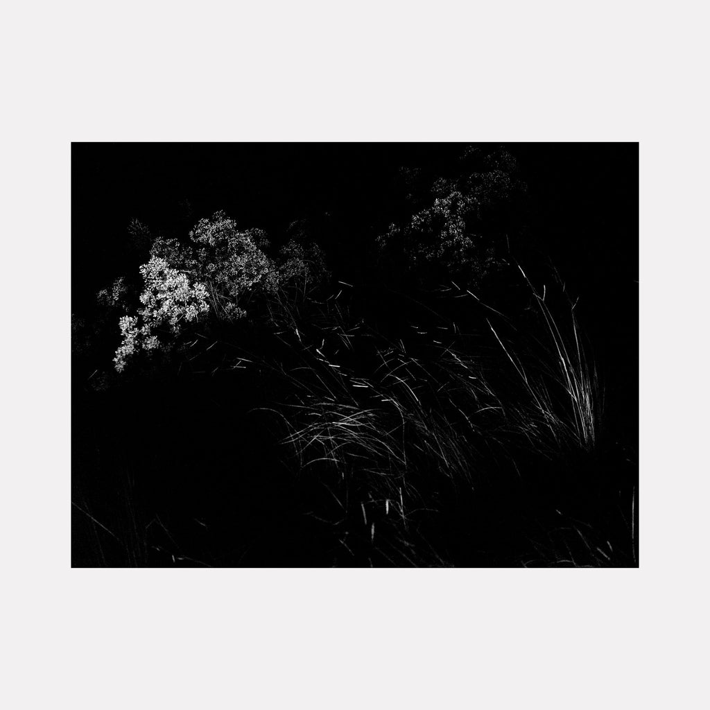 The artwork 'Waiting on a Windy Night' by Garrett Carroll captures a dramatic black and white photograph of windswept grasses and delicate white wildflowers against a deep black background. The contrast between light and shadow creates a moody, ethereal composition, with tall grass blades bending in an implied breeze. 24x32 inches photography by Garrett Carroll.