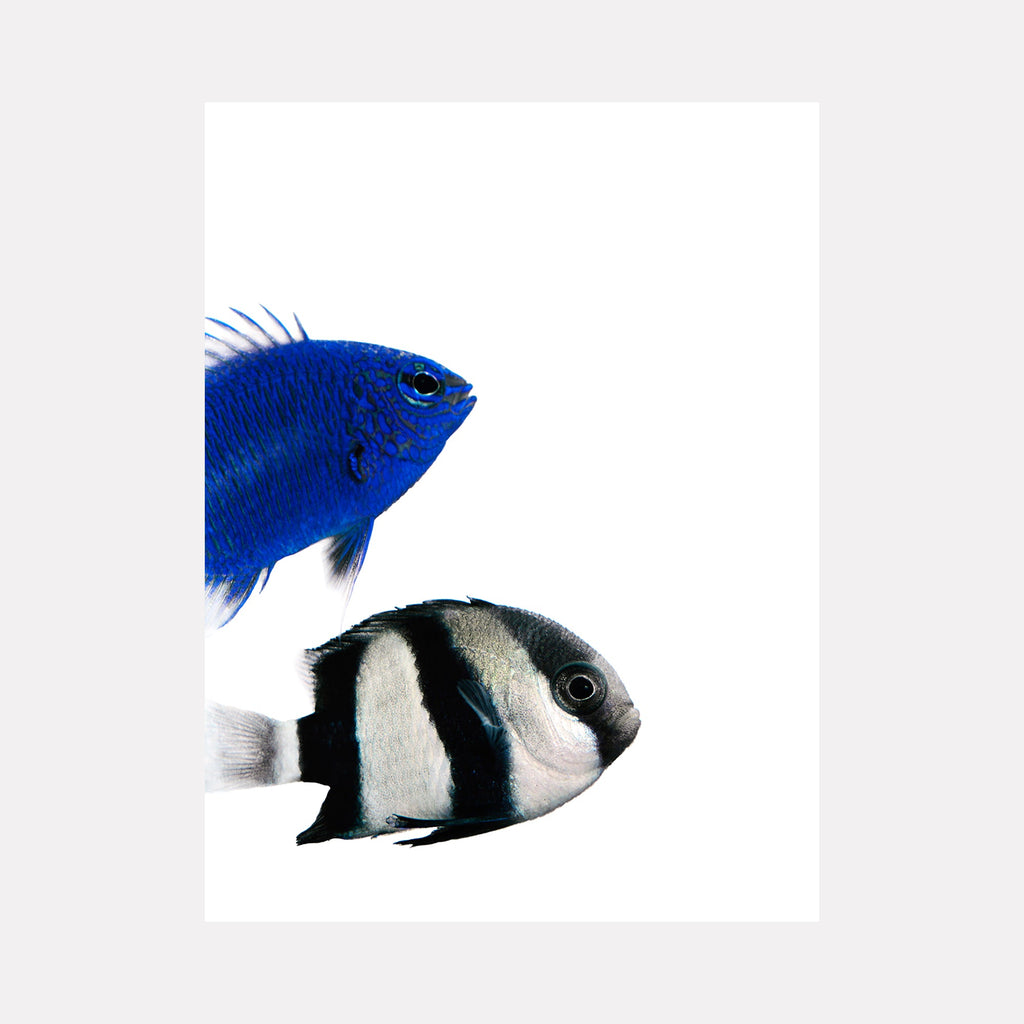 The artwork 'Woodcock Johnson' by Dirk Westphal features two tropical fish photographed against a stark white background - a vibrant electric blue damselfish with delicate fins above a black-and-white striped angelfish, creating a striking contrast in their natural coloration and patterns. Fine details of scales and fins visible in this 40x30 signed photo.