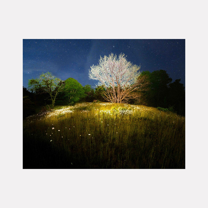 Stand #2 by Gordon Saperia captures an illuminated tree with glowing white branches standing atop a grassy hill at night, surrounded by shadowed greenery under a star-filled sky, blending mystical light and natural stillness in this Curina art piece.