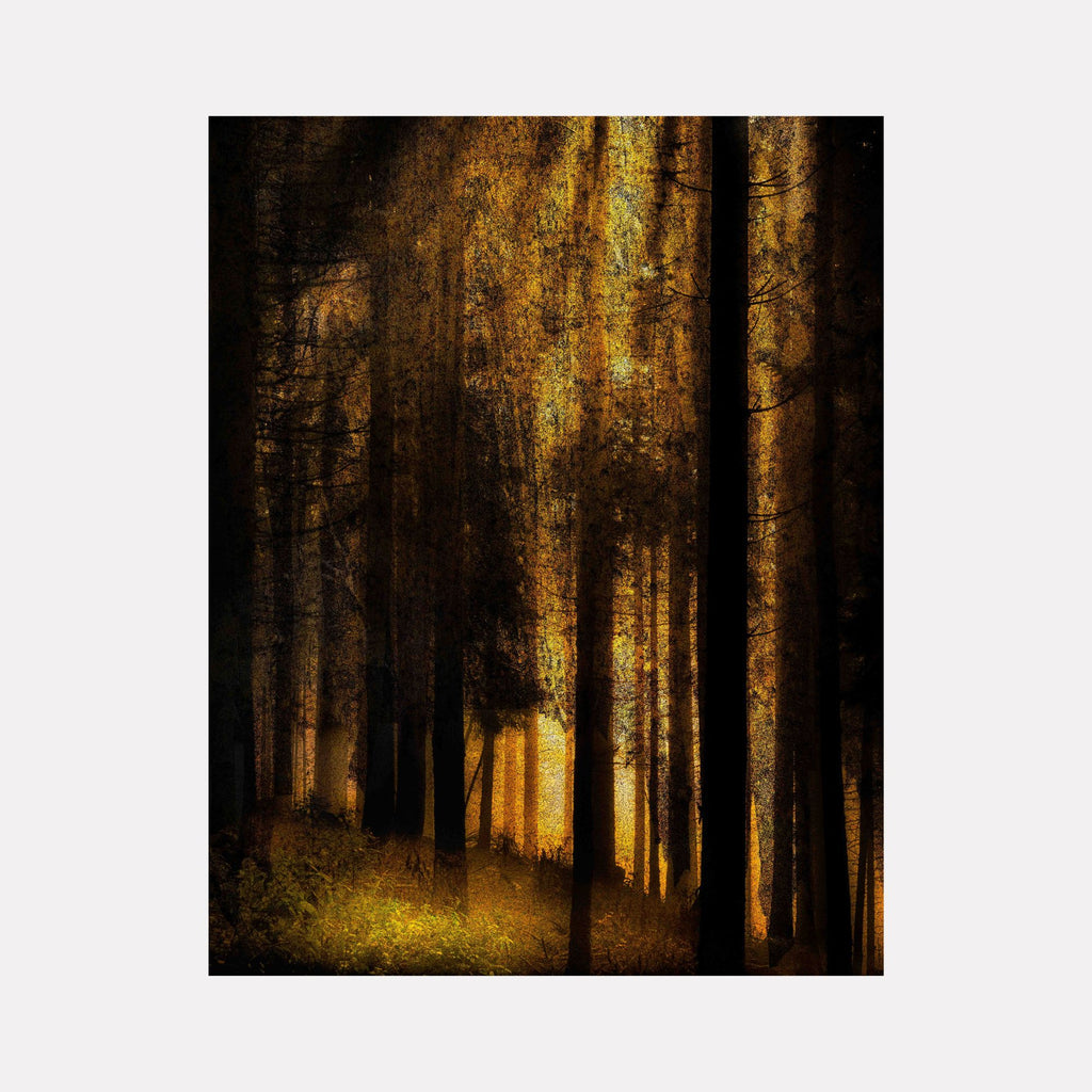 Stand #6 by Gordon Saperia reveals a dense forest scene bathed in warm golden light filtering through tall, shadowed trees, blending rich textures and deep contrasts to evoke a quiet, mystical atmosphere in this Curina art piece.