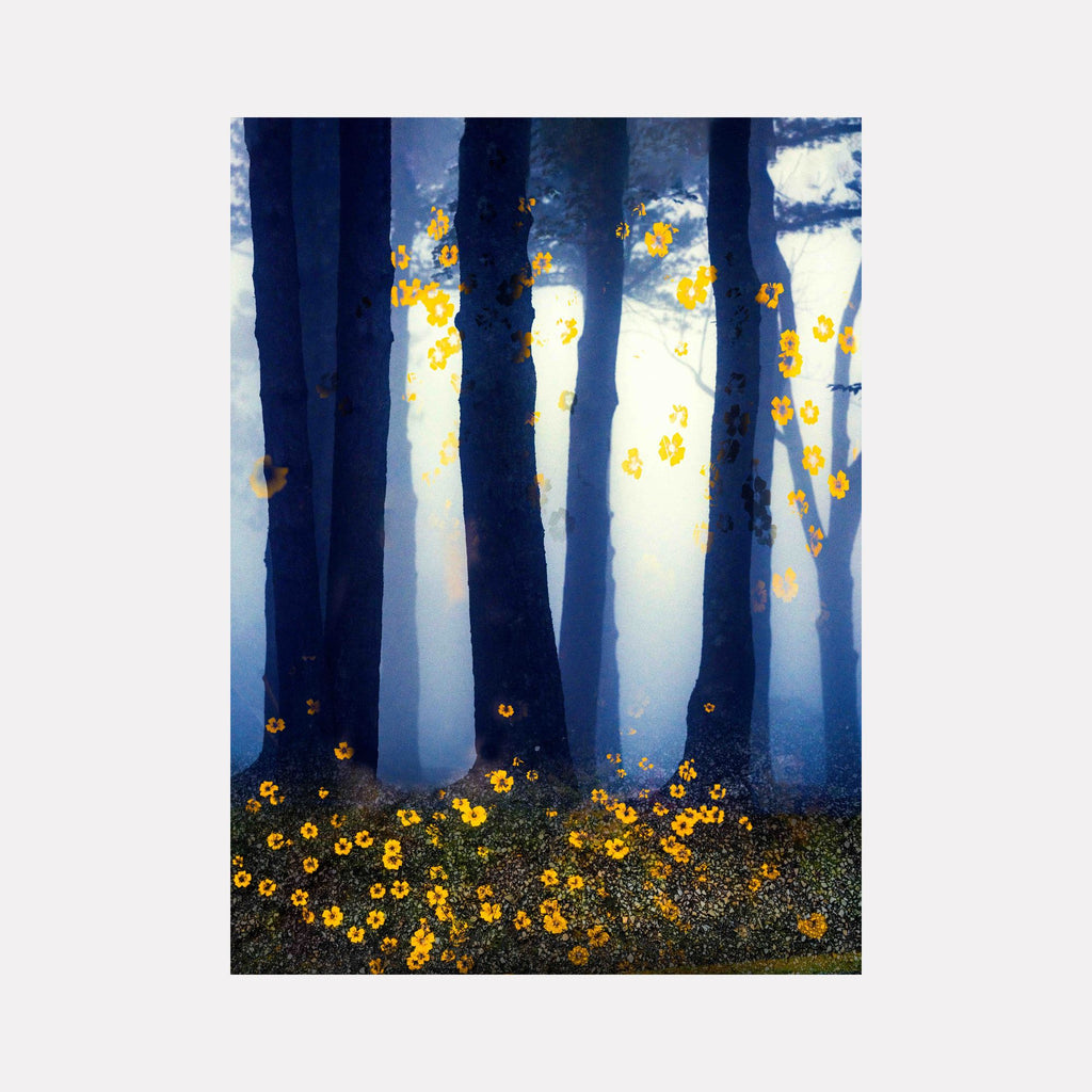 Stand #7 by Gordon Saperia depicts a misty forest scene with tall, shadowed trees emerging from a soft, glowing light, accented by scattered golden blossoms that add warmth and contrast, blending mysterious atmosphere and vibrant color in this Curina art piece.