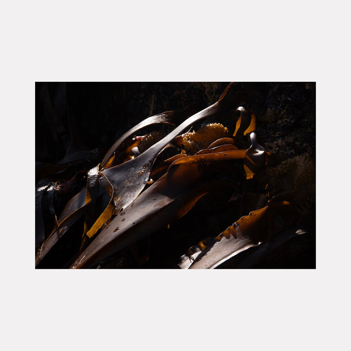 The artwork "080A5822" by Eunice Pais captures dark, glossy organic forms entwined with delicate textures illuminated by subtle, warm highlights. The composition’s deep shadows and reflective surfaces evoke the immersive natural abstractions of Anselm Kiefer and the moody materiality found in the sculptures of Eva Hesse.