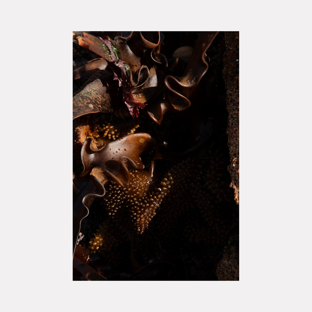 The artwork "080A5838" by Eunice Pais presents a close-up of dark brown organic forms resembling curled seaweed and clustered spores, illuminated by soft, natural light. The composition’s rich textures and subtle shadows evoke the intimate natural studies of Robert Mapplethorpe and the intricate botanical focus found in the works of Karl Blossfeldt.