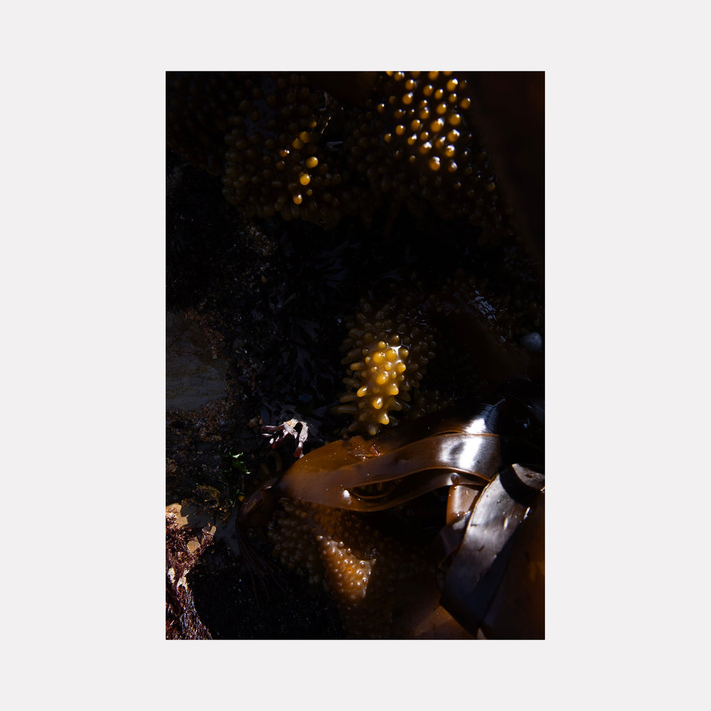 The artwork "080A5851" by Eunice Pais explores natural forms with clusters of amber-hued, bulbous textures emerging from a glossy, dark brown seaweed-like material. The interplay of shadow and light recalls the organic abstractions of Georgia O’Keeffe and the tactile depth found in the sculptures of Andy Goldsworthy.