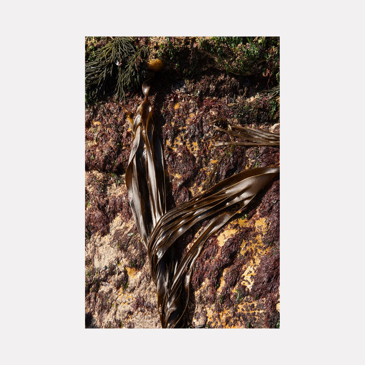 The artwork "080A5871" by Eunice Pais depicts a textured close-up of dark brown seaweed forms against a mottled rock surface in earthy reds and yellows. The intricate folds and glossy surfaces evoke the organic abstraction found in the works of Jan Schoonhoven and the natural detail reminiscent of Karl Blossfeldt’s botanical studies.