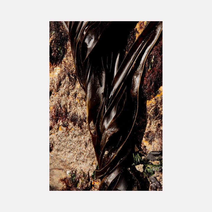 The artwork "080A5875" by Eunice Pais explores glossy, dark brown kelp-like forms tightly intertwined against a textured, earthy rock surface in warm neutral tones. The composition’s tactile contrasts and organic abstractions evoke the immersive natural materiality found in the works of Andy Goldsworthy and the sculptural fluidity reminiscent of Anselm Kiefer.