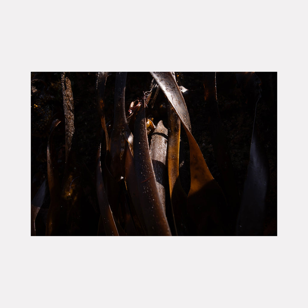 The artwork "080A5884" by Eunice Pais presents a moody close-up of dark, glossy seaweed blades interwoven with subtle amber and deep brown highlights. The composition’s dense organic forms and dramatic contrasts evoke the textural depth of Robert Mapplethorpe’s natural studies and the rich, layered abstraction reminiscent of Gerhard Richter’s photo-paintings.