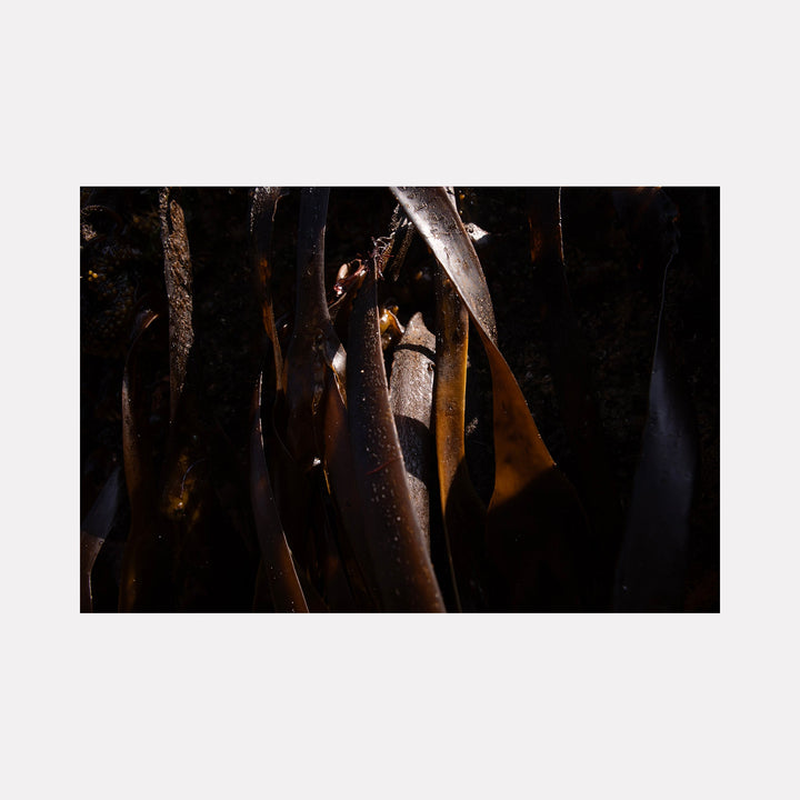 The artwork "080A5884" by Eunice Pais presents a moody close-up of dark, glossy seaweed blades interwoven with subtle amber and deep brown highlights. The composition’s dense organic forms and dramatic contrasts evoke the textural depth of Robert Mapplethorpe’s natural studies and the rich, layered abstraction reminiscent of Gerhard Richter’s photo-paintings.