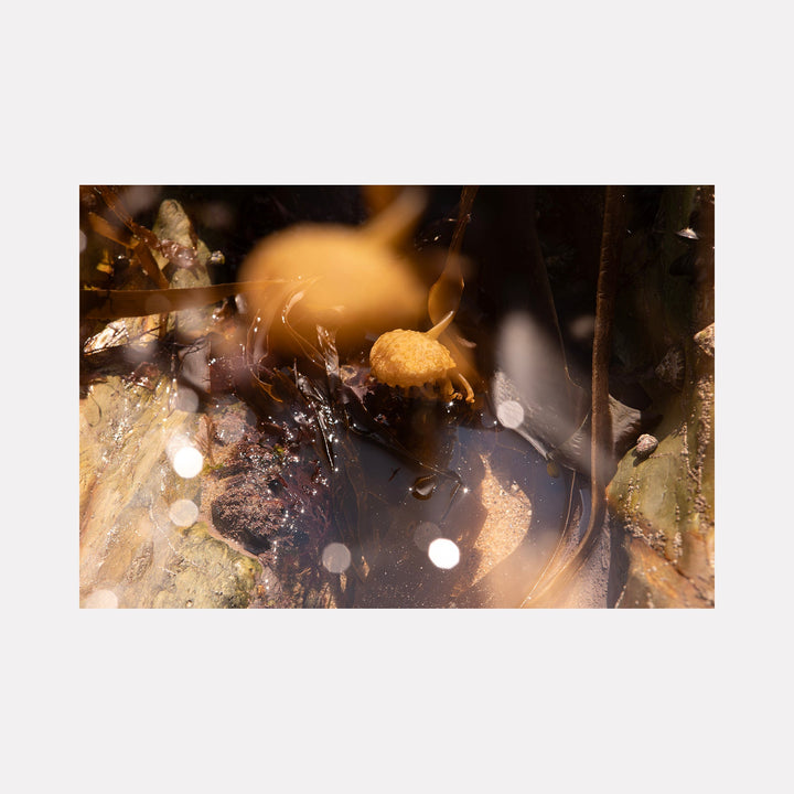 The artwork "080A5996" by Eunice Pais features abstracted organic forms with translucent amber and brown hues enveloping rough textured surfaces. The subtle interplay of light reflections and blurred shapes evokes the atmospheric depth and natural materiality reminiscent of the immersive works by Wolfgang Tillmans and the layered abstractions of Cecily Brown.