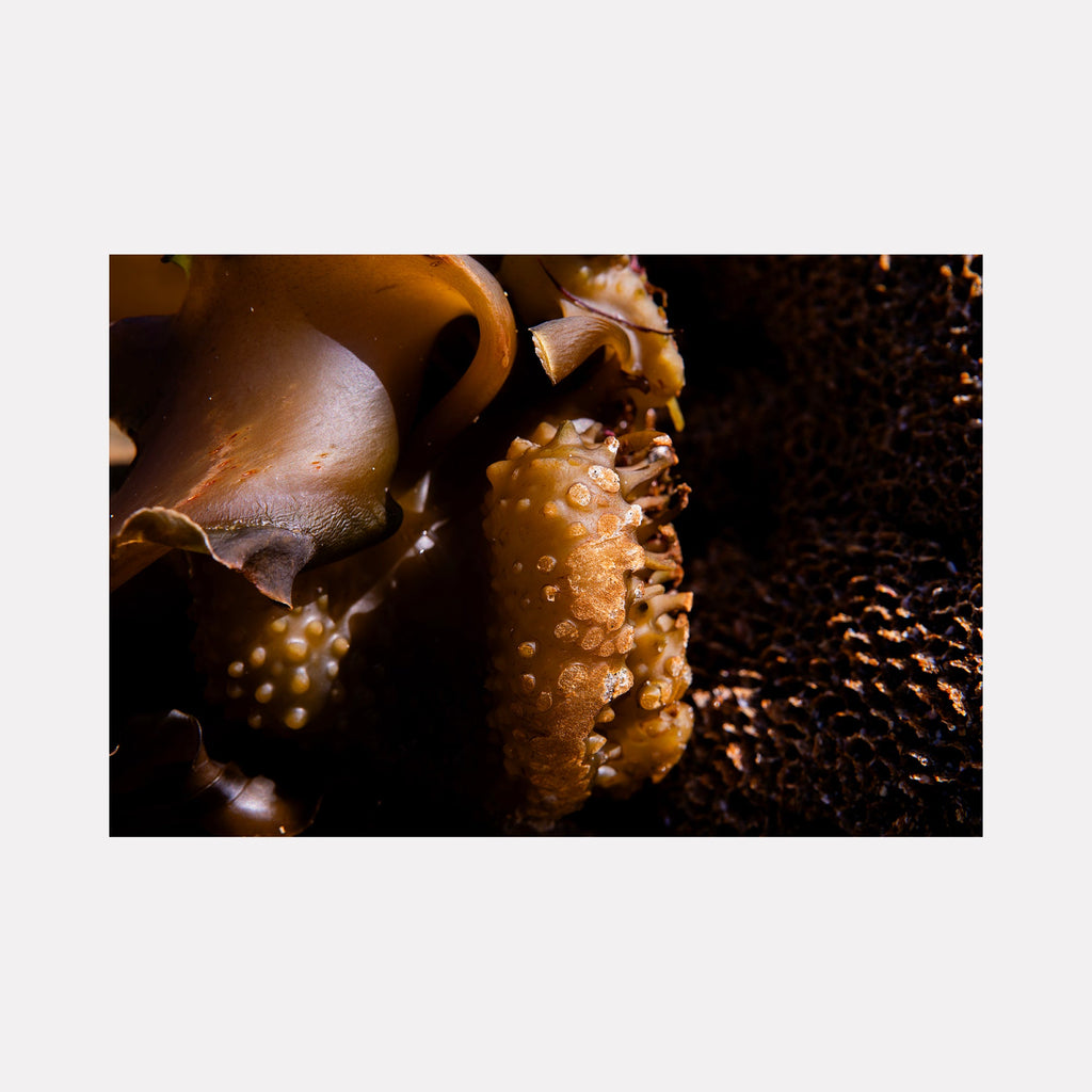 The artwork "080A6028" by Eunice Pais explores an intimate close-up of organic, textured forms in warm brown and amber tones, illuminated by dramatic lighting that reveals textured bumps and curved surfaces. The composition’s tactile quality and abstract natural shapes evoke the detailed botanical photography of Karl Blossfeldt and the sculptural, textured approach of Eva Hesse.