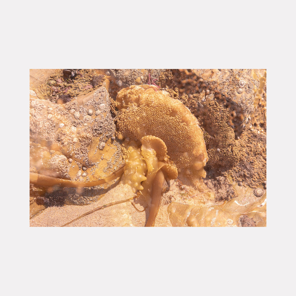 The artwork "080A6031" by Eunice Pais depicts a close-up view of layered natural forms with soft, sandy beige and warm brown tones, highlighting intricate textures and organic patterns. The delicate composition evokes the subtle earthiness and tactile depth found in the works of Wolfgang Tillmans and the natural abstractions of Richard Long.