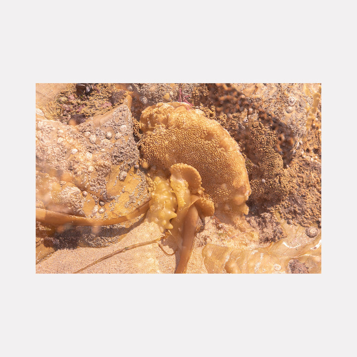 The artwork "080A6031" by Eunice Pais depicts a close-up view of layered natural forms with soft, sandy beige and warm brown tones, highlighting intricate textures and organic patterns. The delicate composition evokes the subtle earthiness and tactile depth found in the works of Wolfgang Tillmans and the natural abstractions of Richard Long.