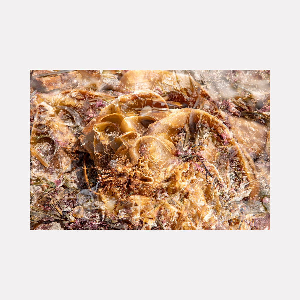 The artwork "080A6074" by Eunice Pais presents an intricate close-up of layered organic materials in warm golden and amber tones, blending translucent textures with delicate seaweed-like forms. The composition’s rich surface detail and natural abstraction evoke the evocative landscapes of Wolfgang Tillmans and the tactile artistry of Andy Goldsworthy.