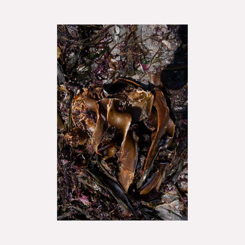 The artwork "080A6081" by Eunice Pais captures a close-up of rich brown seaweed curling atop textured rocks, interspersed with subtle hints of deep purples and grays. The intricate forms and organic shadows evoke the natural abstractions of Jan Schoonhoven and the tactile botanical studies reminiscent of Karl Blossfeldt’s photography.