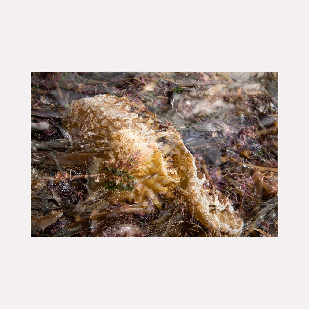 The artwork "080A6098" by Eunice Pais reveals a layered close-up of textured marine elements with translucent amber and muted purple hues. The delicate interplay of organic shapes and natural patterns evokes the meditative abstractions of Wolfgang Tillmans and the subtle earthiness found in the sculptures of Andy Goldsworthy.