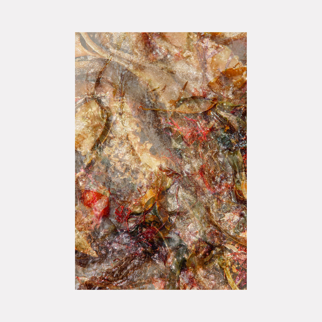 The artwork "080A6119" by Eunice Pais reveals a layered composition of translucent, overlapping leaves and organic debris in earthy browns, muted reds, and soft grays. The textured surface with its subtle translucency and complex natural forms evokes the detailed botanical abstraction of Karl Blossfeldt and the layered depth reminiscent of Gerhard Richter’s photo-paintings.