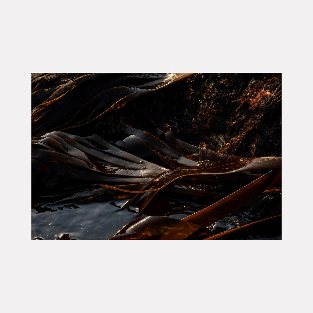 The artwork "080A6702" by Eunice Pais captures glossy black and deep brown seaweed strands layered over a dark, textured rocky surface. The composition’s intricate interplay of light and shadow highlights organic fluidity and reflective surfaces, evoking the natural abstractions and earthy materiality reminiscent of Anselm Kiefer and Eva Hesse.