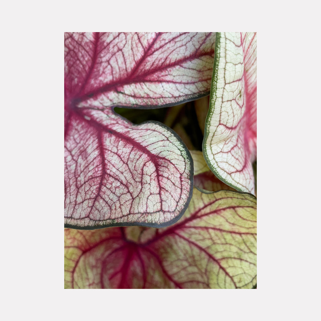 The artwork "Caladium 1" by Molly Heron captures a close-up view of overlapping caladium leaves with intricate vein patterns in shades of deep magenta, pale pink, and soft green. The composition features delicate textures and organic curves, evoking the botanical intimacy of Georgia O’Keeffe and the natural detail found in scientific illustration.