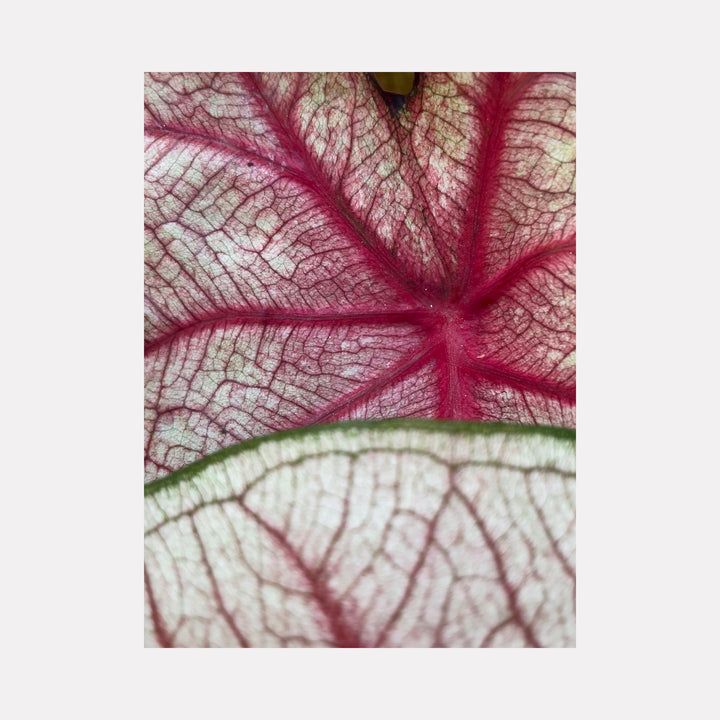 Caladium 2