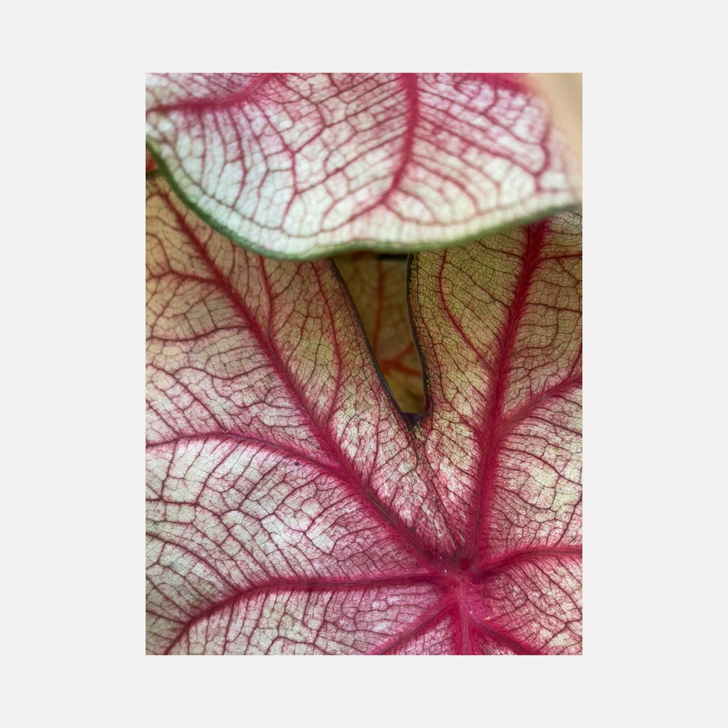 The artwork "Caladium 3" by Molly Heron showcases a tight close-up of caladium leaves with intricate vein networks in soft whites and vibrant reds. The delicate, translucent textures and organic lines evoke the detailed botanical study style of Marianne North and the bold yet subtle color contrasts suggest influences from the floral abstractions of Georgia O’Keeffe.