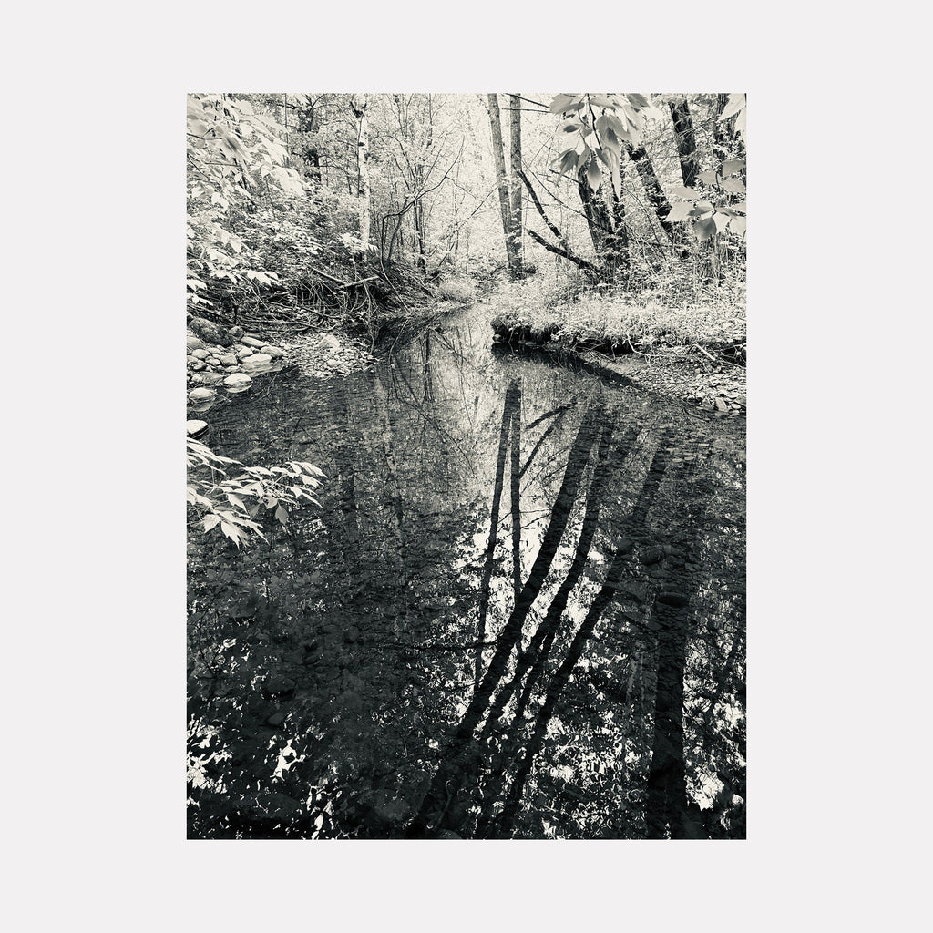 The artwork "Amity Creek #1" by Ann Tracy captures a serene creek scene in monochrome, featuring intricate reflections of slender tree trunks and delicate foliage in clear, still water. The image's detailed textures and natural forms evoke the contemplative realism of photographers like Ansel Adams and the tranquil atmospheres found in classic landscape art.